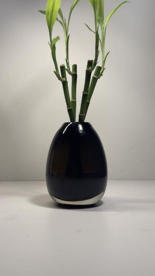 صورة نبتة البامبو